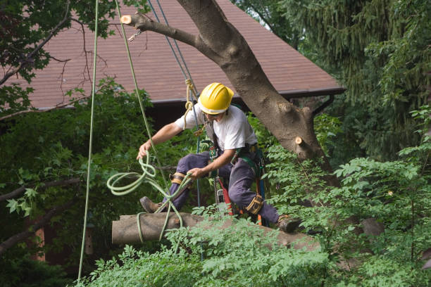 How Our Tree Care Process Works  in  Eustace, TX